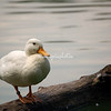 Birds Around The World : 