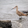Birds Around The World : 